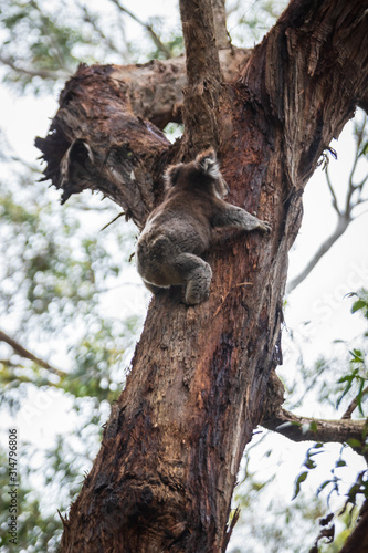 Fototapeta Naklejka Na Ścianę i Meble -  Koala climbing, Great Otway National Park