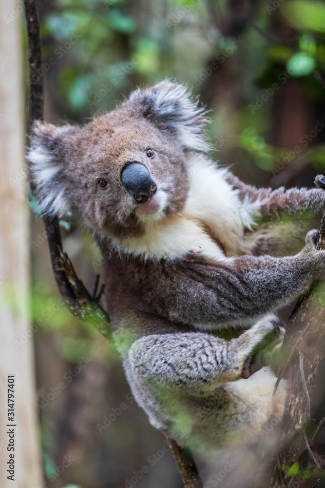 Fototapeta premium Koala close up, Great Otway National Park