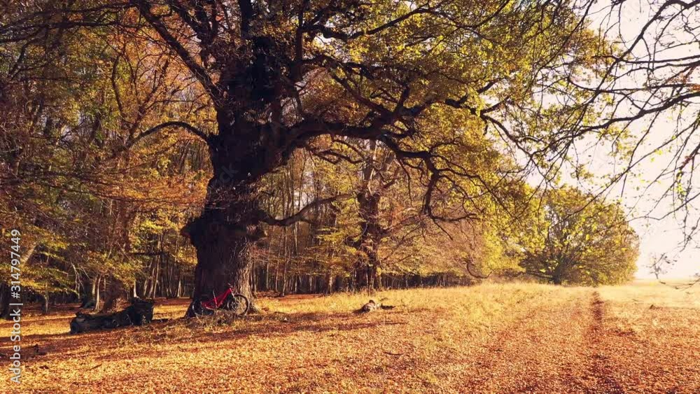 4K drone clip with cyclist and a mountain bike resting under very old oak tree in the ancient woods of Transylvania, at sunset, in a magical golden light 4K drone clip with cyclist and a mountain bike resting under very old oak tree in the ancient woods of Transylvania, at sunset, in a magical golden light