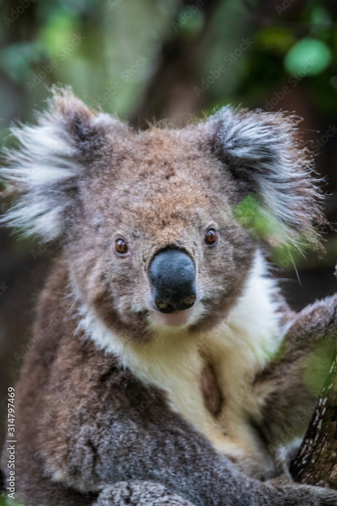 Koala close up, Great Otway National Park Koala close up, Great Otway National Park