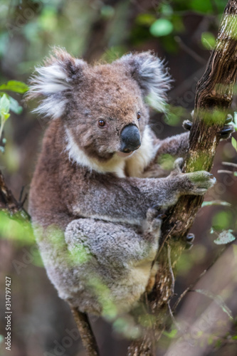 Koala close up  Great Otway National Park