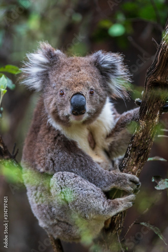 Fototapeta Naklejka Na Ścianę i Meble -  Koala close up, Great Otway National Park
