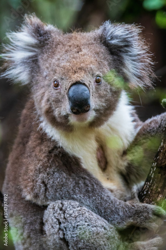 Fototapeta Naklejka Na Ścianę i Meble -  Koala close up, Great Otway National Park