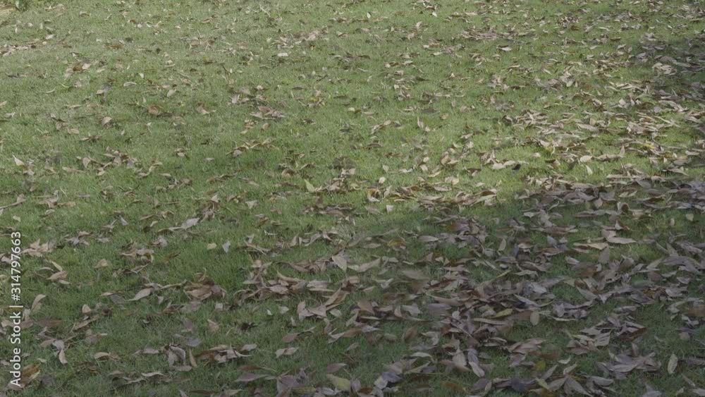 Dried leaves and a green grass in a park in México in 4k Dried leaves and a green grass in a park in México in 4k