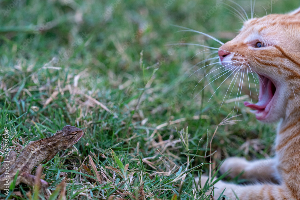 Fototapeta premium Cat and lizard