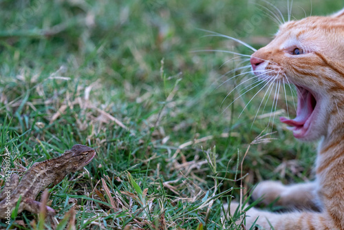 Cat and lizard