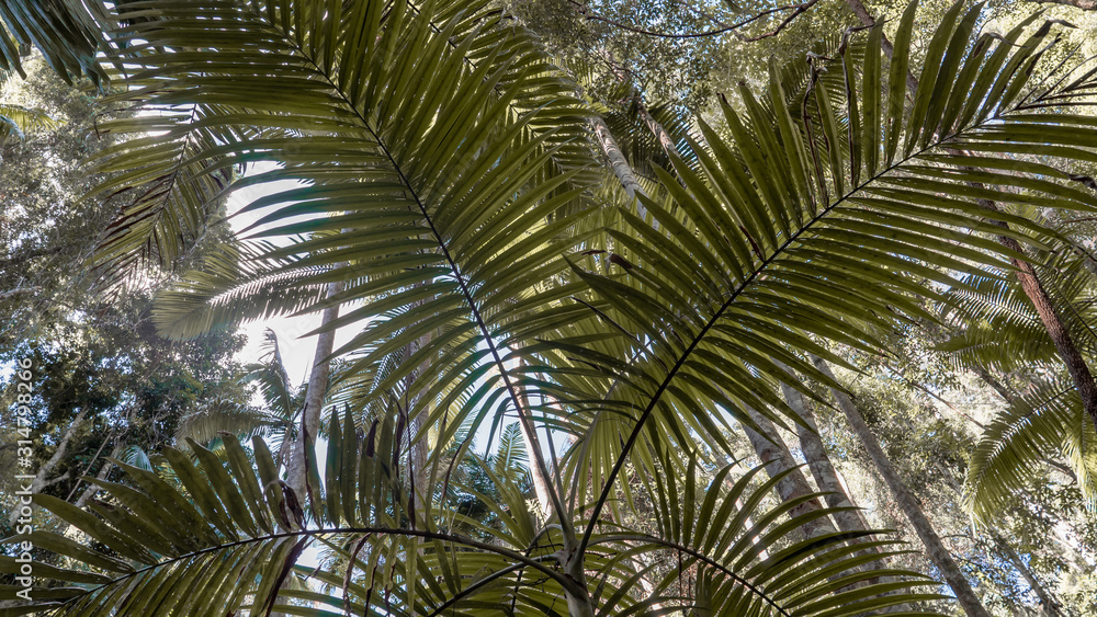 Palm Tree in Rainforest on Fraser Island