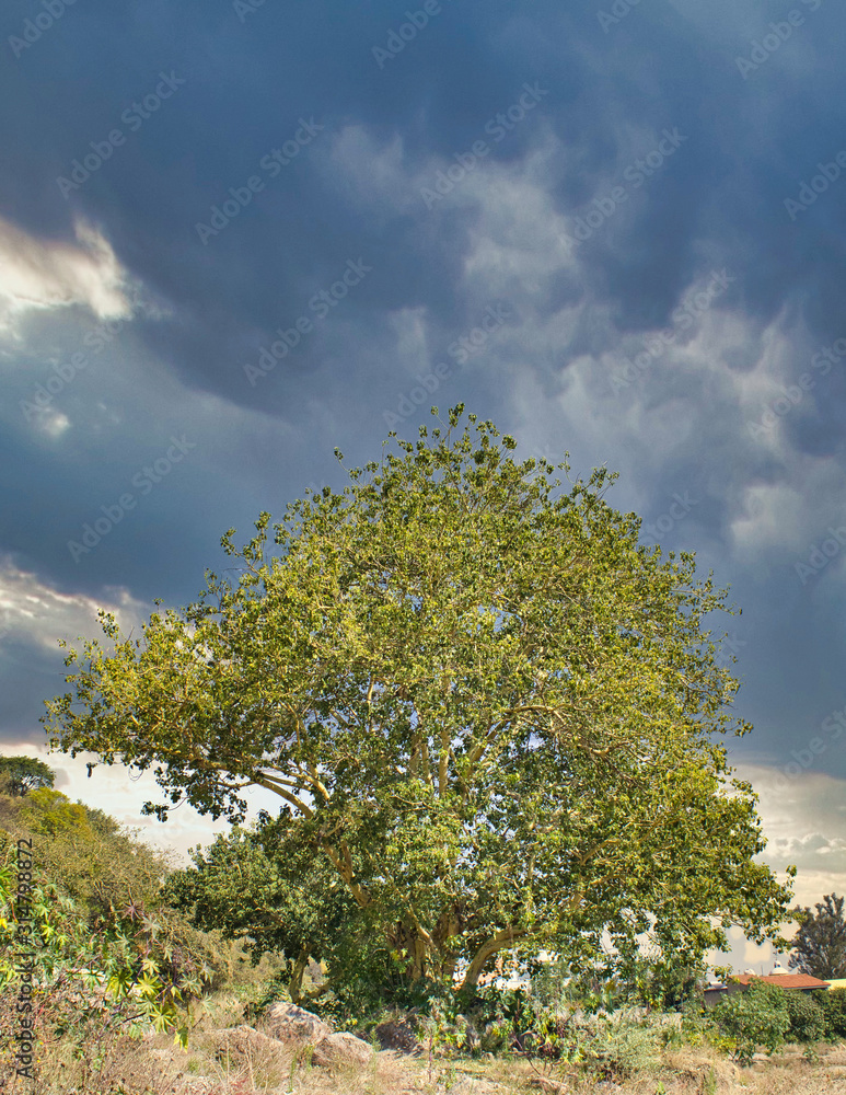 Obraz premium Beautiful tree and sunset in field