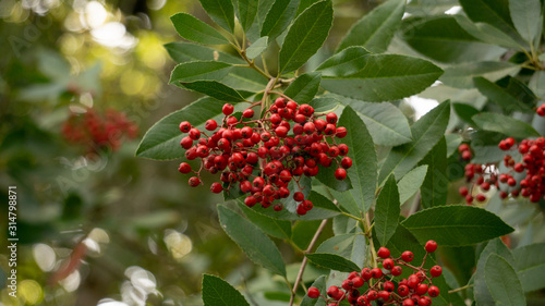 close-up of a branch of toyon berries. red berries