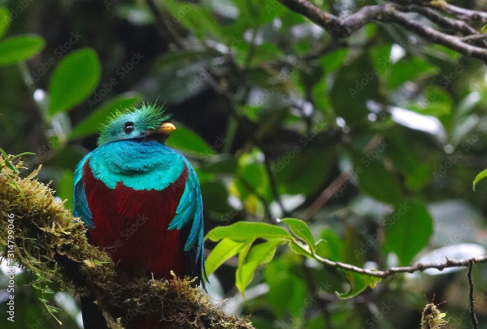 Obraz premium The iconic cultural symbol for past and present people of the central america's, the resplendent quetzal is a special sighting for wildlife enthusiasts visiting the Costa Rican cloud forests.