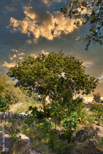 Beautiful tree and sunset in field