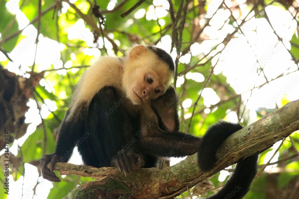 Capuchin Monkey Capuchin Monkey