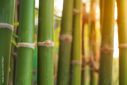 Group of green jointed bamboo tree in the garden with soft orange light in evening close-up.