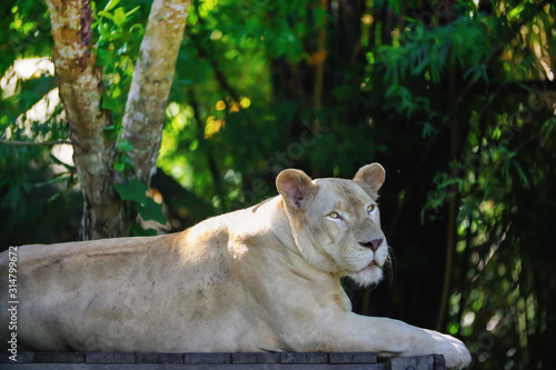 Close up a white lioness looking away intensely with her yellow eyes