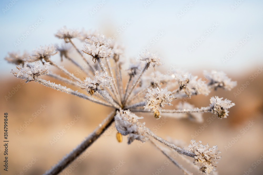 Frozen flower Dry wild flower covered with ice crystals. Frozen flower Dry wild flower covered with ice crystals.