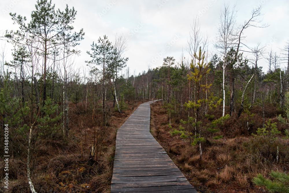 Nature trail, the wooden path over the swamp, sunset in the autumn.