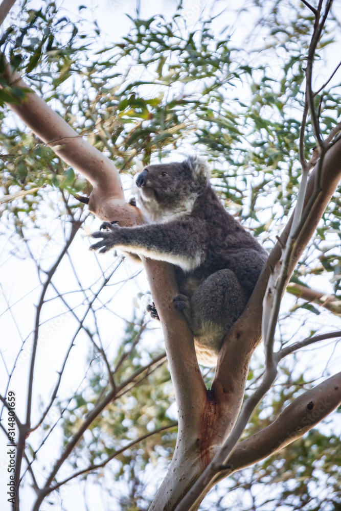 Fototapeta premium Koala mother and baby, Tower Hill, Victoria, Australia