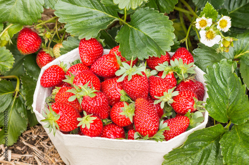 Fototapeta Naklejka Na Ścianę i Meble -  strawberry plant with freshly picked strawberries growing in organic garden
