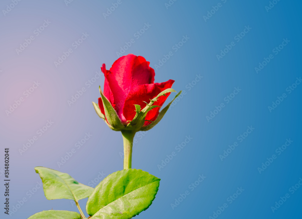 Fototapeta premium red rose on blue background