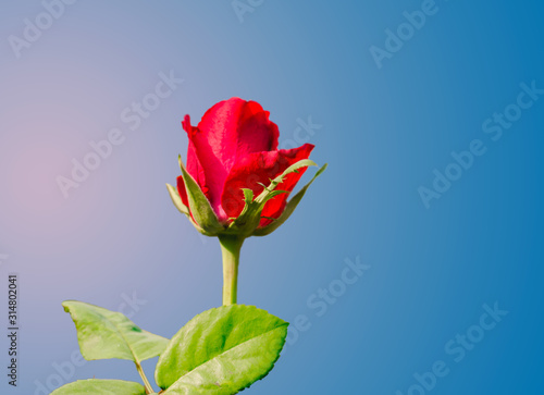 red rose on blue background