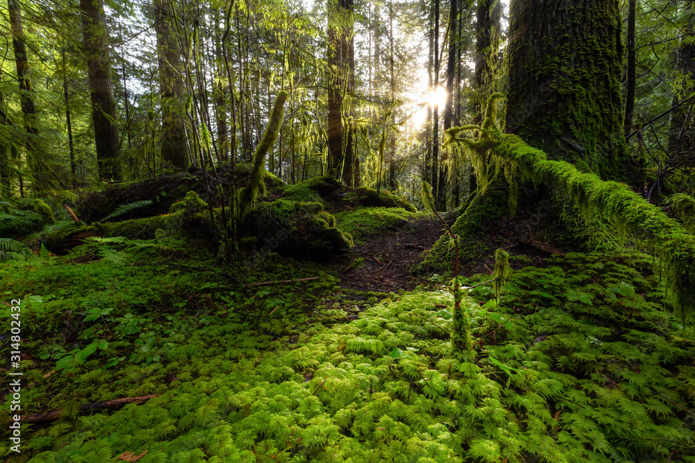 Naklejka premium Beautiful Scenic View of the Green and Vibrant Rain Forest during a sunny day after rain fall in wintertime. Taken in Lynn Canyon Park, North Vancouver, British Columbia, Canada.