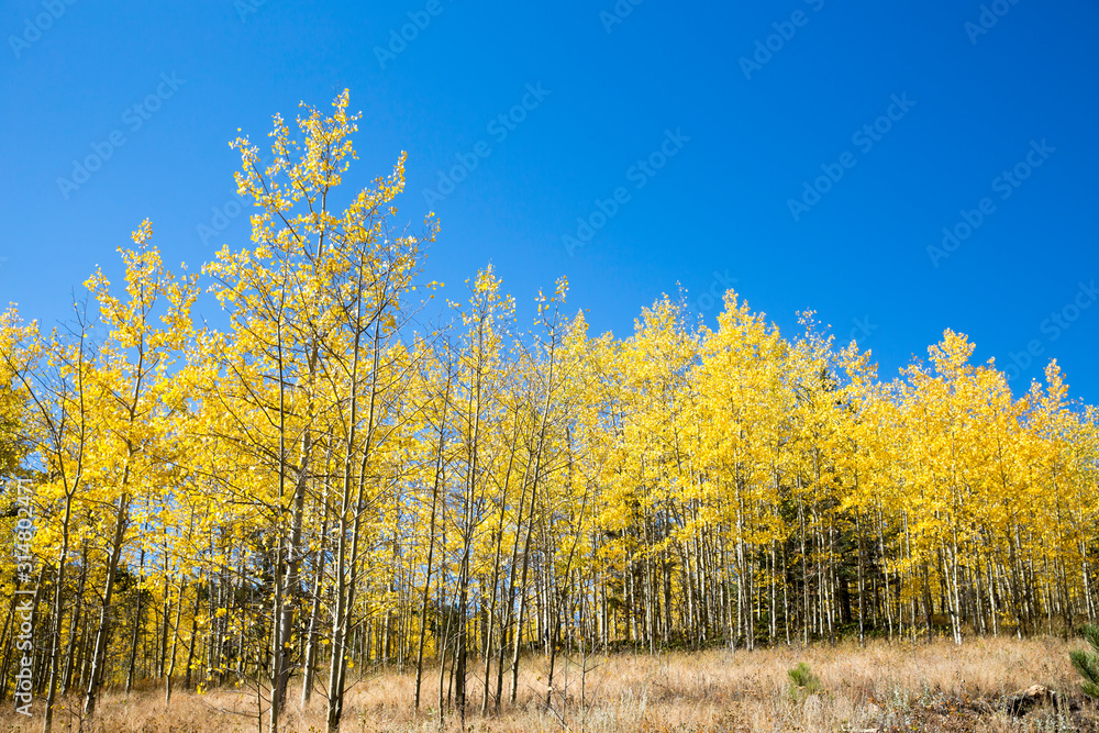 Fototapeta premium Aspen Trees in fall 