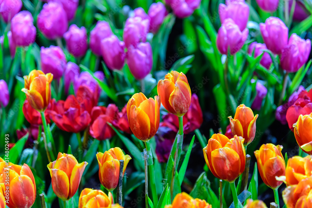 field of tulips