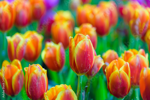 pole-czerwono-zoltych-tulipanow