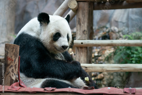 Fototapeta Naklejka Na Ścianę i Meble -  Giant Panda eats bamboo in the park.