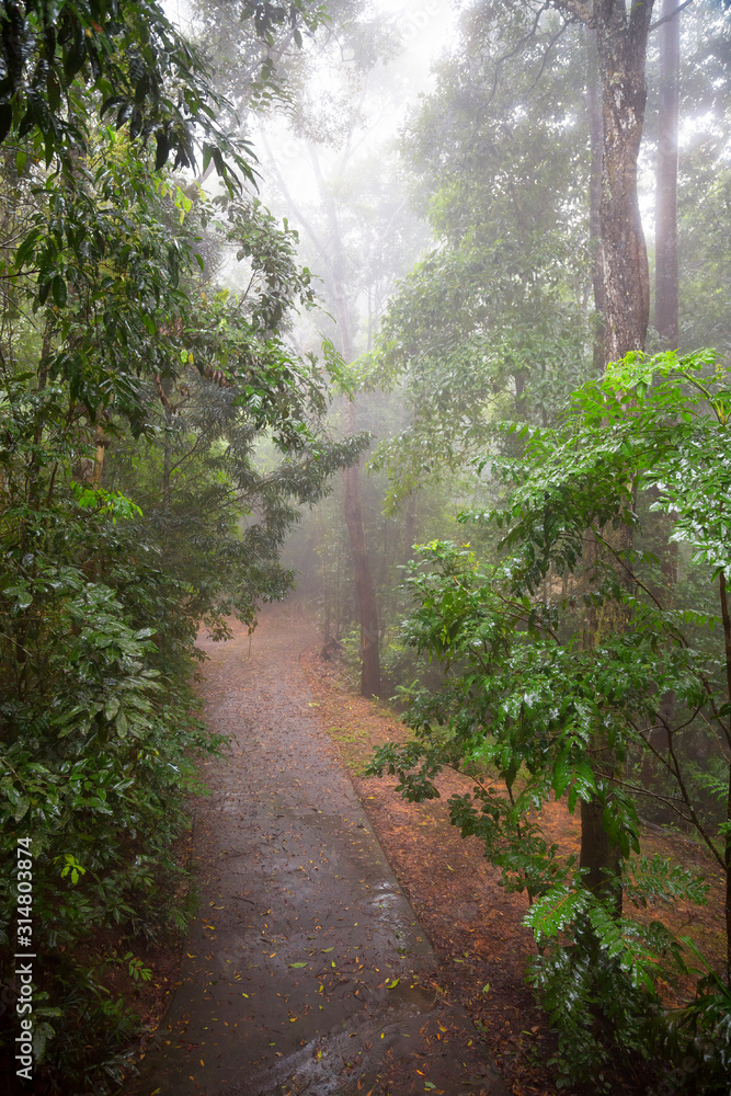 Obraz premium Rain in the raniforest in Tropical Queensland