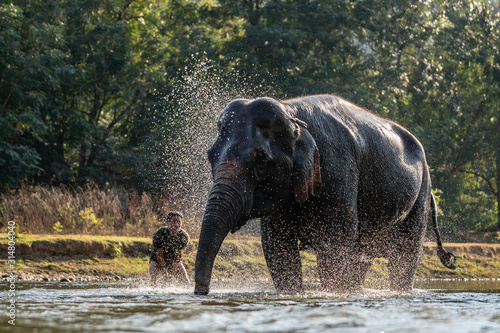 Splash water on elephant bath time. © marchsirawit