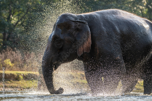 Canvas Print Splash water on elephant bath time.