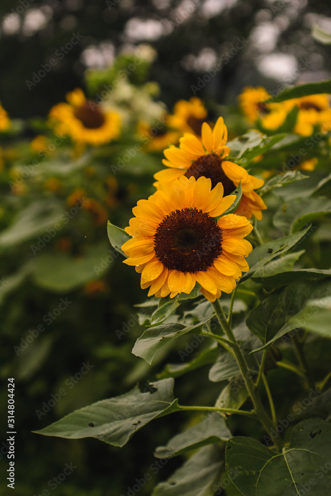 Obraz premium bunch of sunflowers