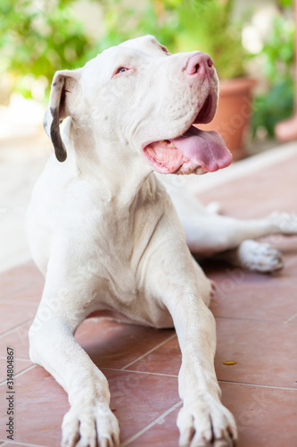 portrait of a Argentinian Mastiff dog