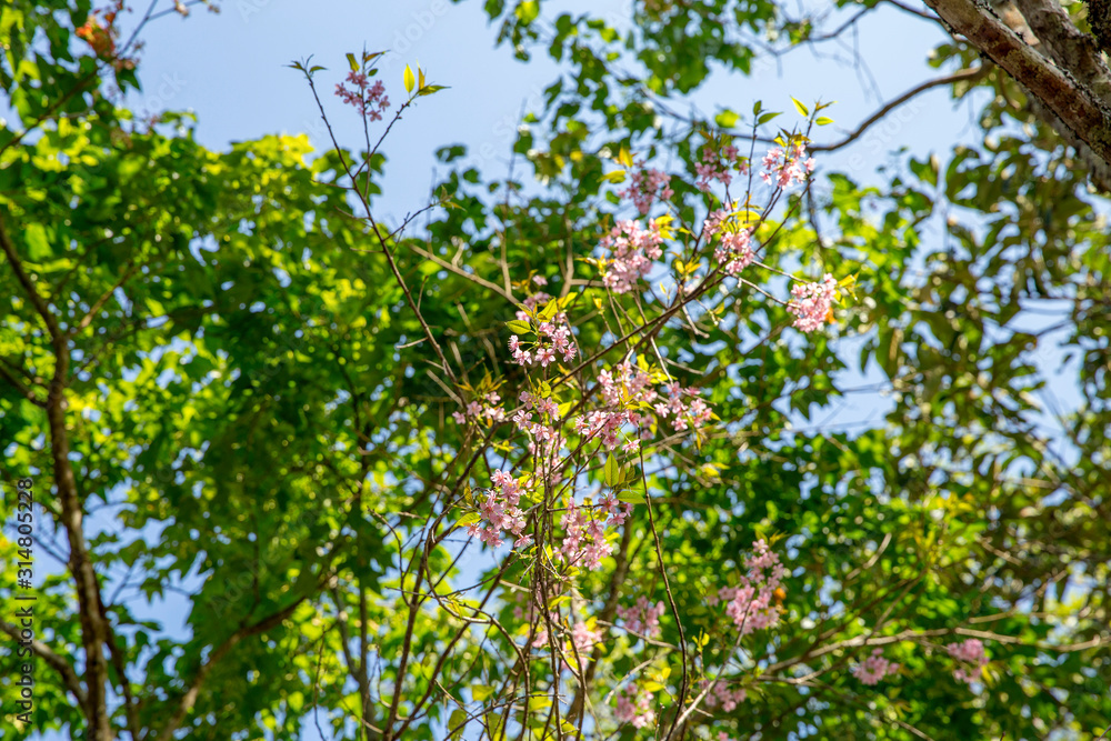 Bretschneidera sinensis, Chompoo Phu Kha bloom in Thailand