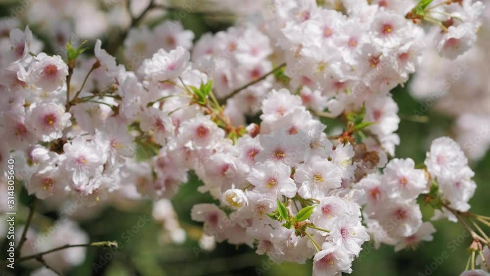 Blooming white sakura cherry blossom flowers close-up Blooming white sakura cherry blossom flowers close-up