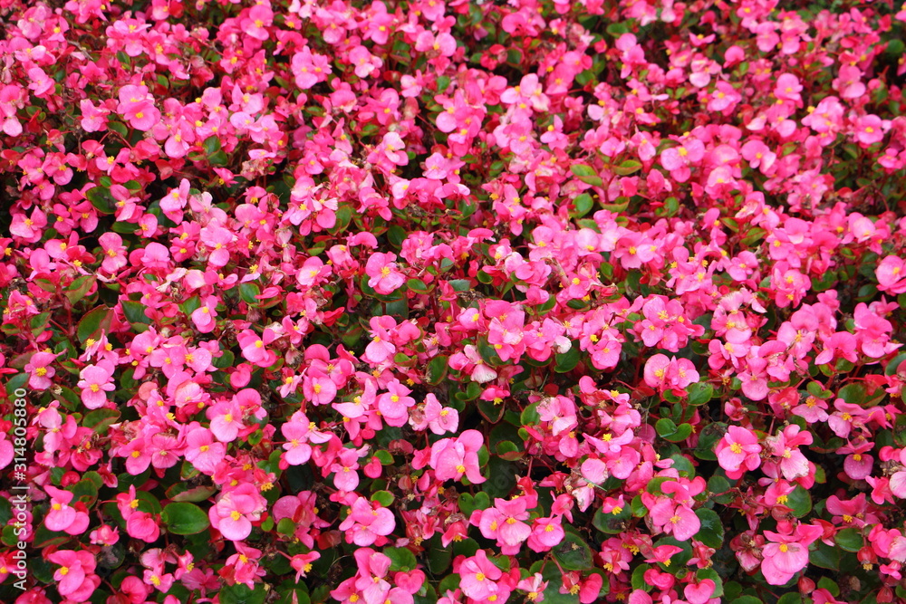 A lot pink flowers, botany floral texture for background