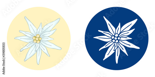 Vector illustration with 2 edelweiss flower white hand drawn on blue background and realistic. A simple icon for a logo. Leontopodium alpinum traditional Bavarian and Alps and mountain alpinism symbol