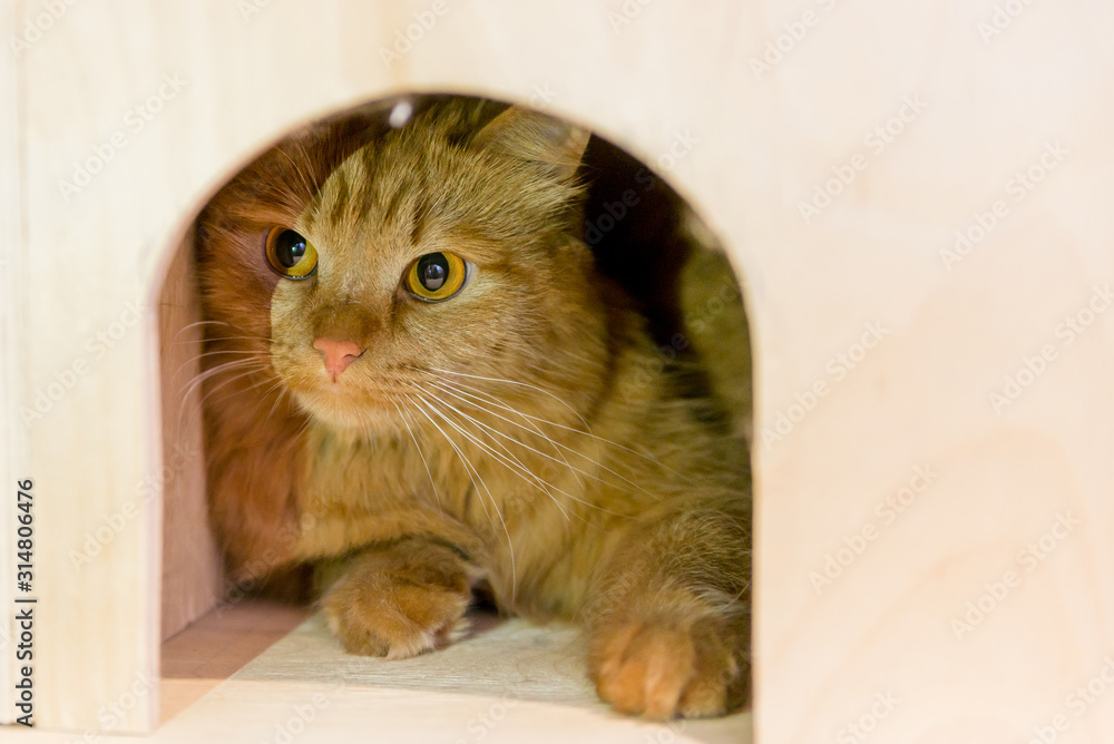 red funny cat sitting in a wooden house. your favorite place for a pet cat. handmade kennel for cats - obrazy, fototapety, plakaty 
