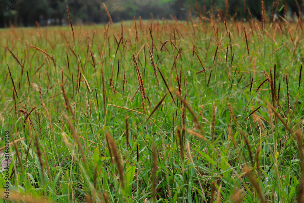 Obraz premium young seed grass close up. nuture outdoor photography.
