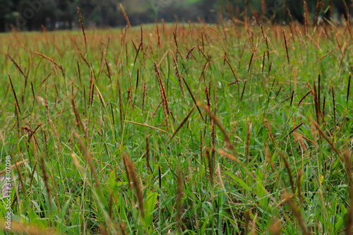 young seed grass close up. nuture outdoor photography. photo