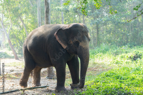 слони в заподной бенгали мама и дочь