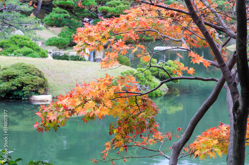 Shukkeien Garden, Hiroshima, Branch of of Autumn Maple Tree over the pond, Japan photo