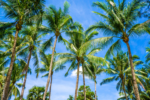 Coconut palmtree uprisen view against blue sky
