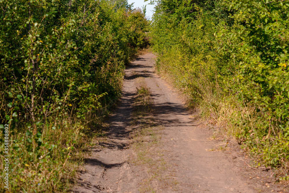 Дорога, лес Дорога, лес