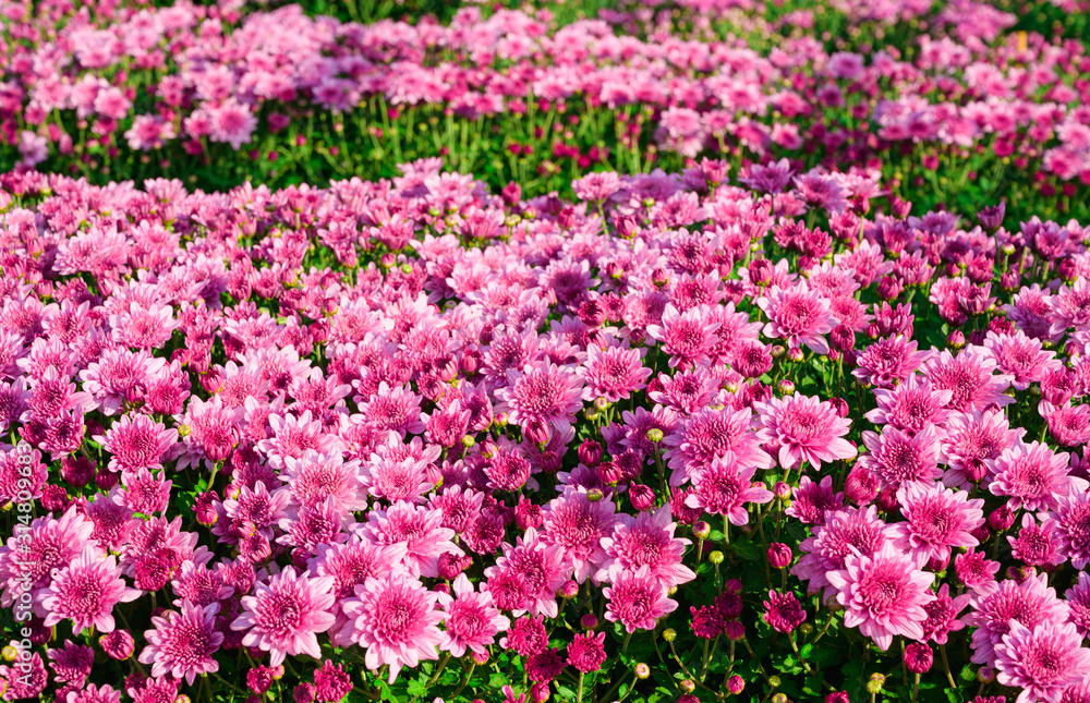 Closeup beautiful pink chrysanthemum flower blooming in the garden on sunshine.