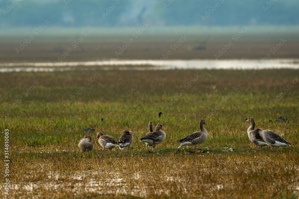 Greylag goose flock playing in open grass field and wetland of keoladeo national park or bird sanctuary, bharatpur, rajasthan, india - Anser anser Greylag goose flock playing in open grass field and wetland of keoladeo national park or bird sanctuary, bharatpur, rajasthan, india - Anser anser