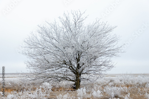 Frosty trees on a winter day