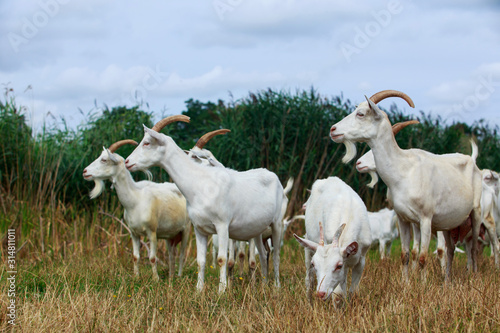 Goats graze on the field