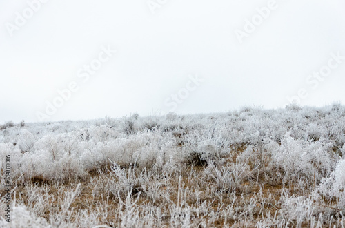 Wallpaper Mural Frosty grass in winter field Torontodigital.ca